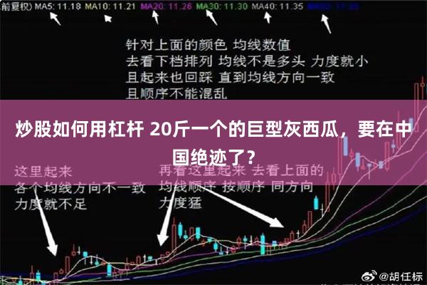 炒股如何用杠杆 20斤一个的巨型灰西瓜,要在中国绝迹了?